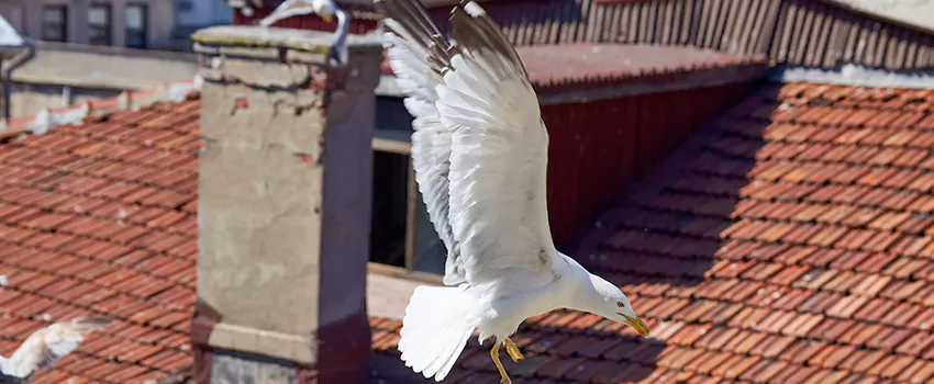 Residential Chimney Animal Removal Solution in Fullerton, CA